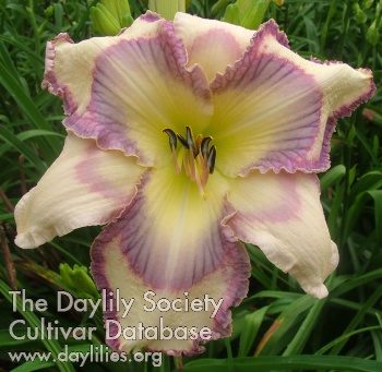 Daylily Wicked Messenger